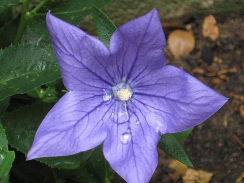 Les plantycodons de Marie